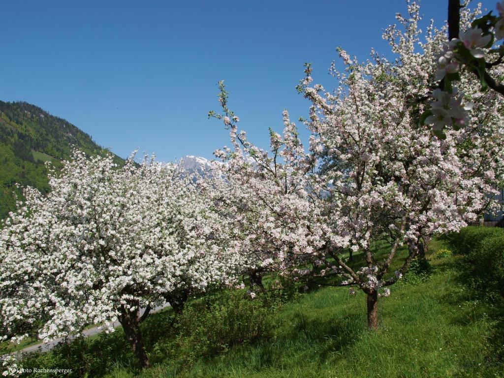Lehenhof Appartamento